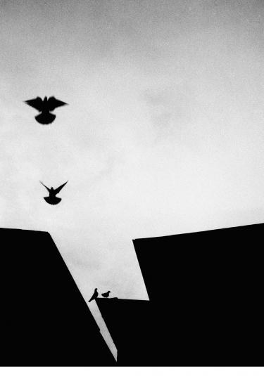 Vogelflug Castiglione