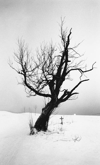 Caspars Baum